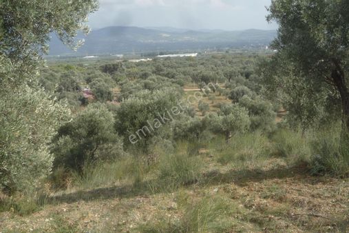 İzmir Torbalı Gold Emlaktan Satılık Zeytin Bahçesi...