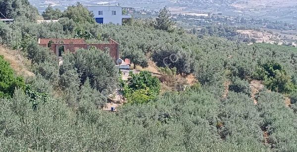 Satılık Zeytin Bahçesi