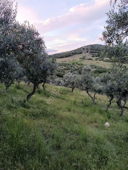 Torbalı Taşkesik'te Satılık 10 Dönüm Zeytinlik