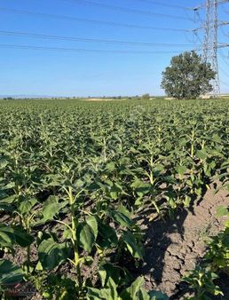 Lüleburgaz Hamıtabat'ta 16.973 M2 Satılık