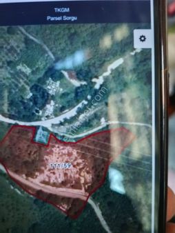 Satılık Fındık Bahçesi