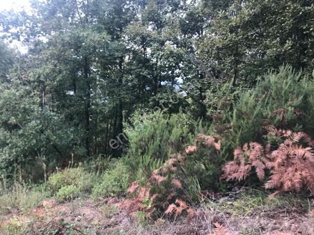 Güneyköy De Doğa İçerisinde Harika Bir Yer.