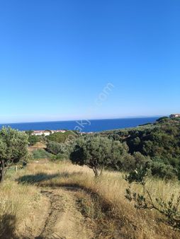 Bulut Yatırımdan 1370 M² Merkeze Yakın Deniz Manzaralı Zeytinlik