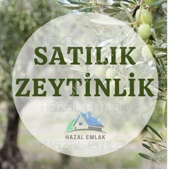 Bergama Göçbeyli Mahallesinde Satılık Zeytinlik