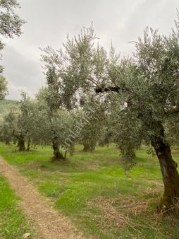 Altın Emlaktan Satılık Kupon Yer
