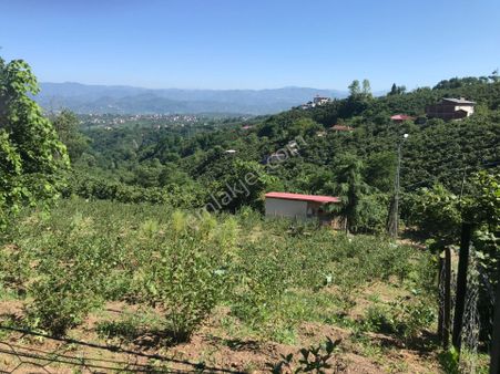 Nizamettin Mahallesi Satılık Fındık Ve Aronya Bahçesi
