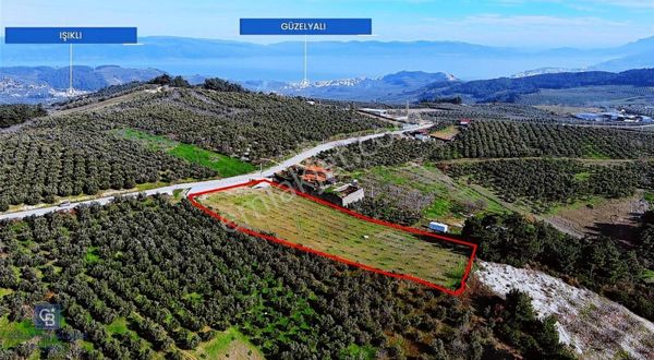 Çepni'de Asfalta Cephe Emsalsiz Bakımlı Cevizlik!!!