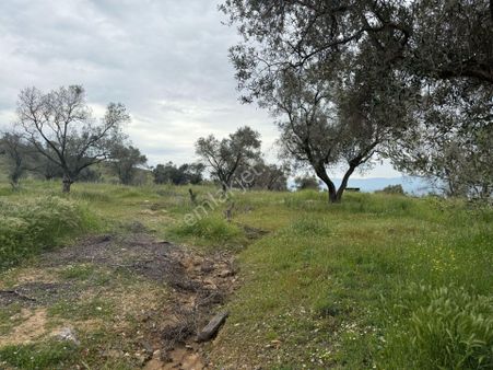İzmir Bayındır Yeşilova Da Satılık Zeytinlik