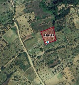 Tekirdağ Şarköy Çınarlı Da 3000 Metre Bağ Tapulu Kiraz Bahçesi