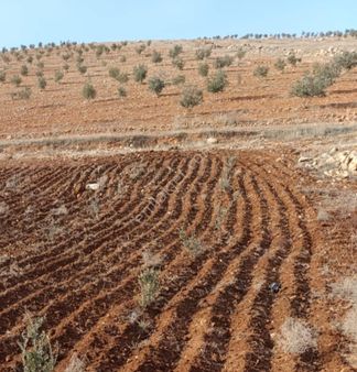 Oğuzeli Çaybaşında 800 M2 Tek Tapu Uygun Tarla