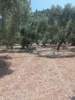 Söke Emlak Ofisinden Atburgazında Satılık Zeytin Bahçesi