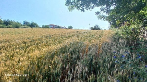 19 Mayıs Beylik Köyü'nde Satılık Deniz Manzaralı Tarla