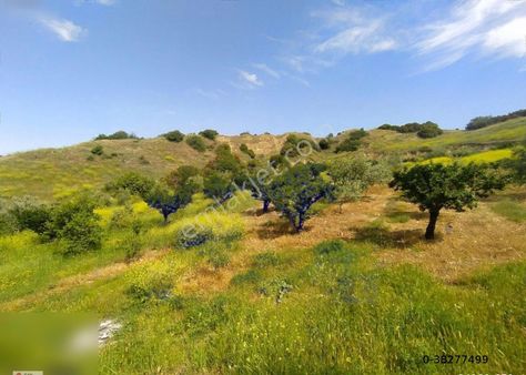 Manisa Turgutlu Dalbahçe Mh 8834m2 Meyve Bahçesi