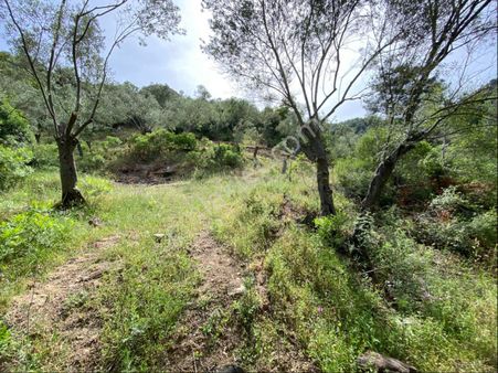 Nisa Gayrimenkulden Kısacık Tarla