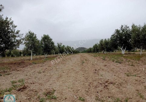 Atlantik Gayrimenkul Den Satılık Zeytinlik