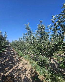 Antalya Elmalı Merkeze Yakın Lokasyonda 33.485m2 Satılık Yetişkin Elma Bahçesi Ve Boş Tarla