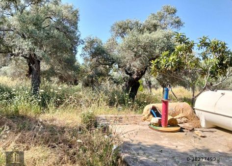 Torbalı Dirmil Mahalesinde 1250 M2 Satılık Zeytinlik