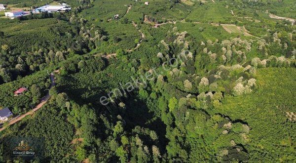 Çamlıca Mahallesinde 12.5 Dönüm Satılık Fındıklık