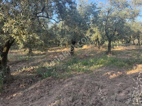 Dutlucada Satılık Zeytinlik