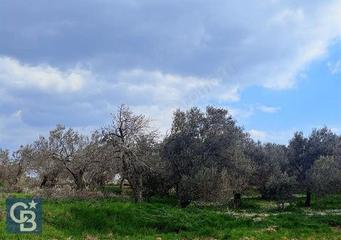 Acil Satılık! Fiyat Düştü! Satılık Tek Tapu 3724m2 Zeytinlik