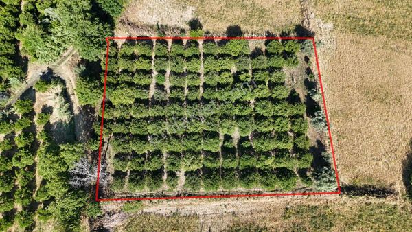 Kuyucak Beşeylül Mahallesinde Satılık 3470 M² Portakal Bahçesi