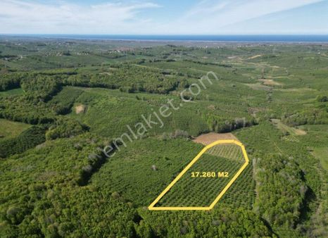 Resullerde 17.260m2 Yatırımlık Satılık Tarla*fındıklık*