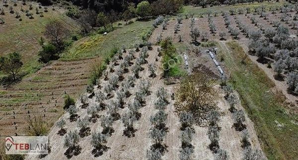 Yatırımın Doğal Hali Pamukova'da Zeytin Ağaçlı Hobi Bahçesi!
