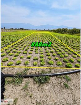 Sakarya Pamukova Paşalar Mh 888m2 Tarla