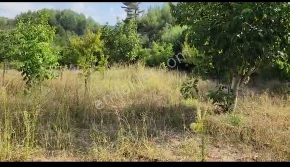 Muğla Menteşe Göktepe Mahlesinde 2 Tapu Ceviz Bahçemiz Uygun Fiyata Satılıktır