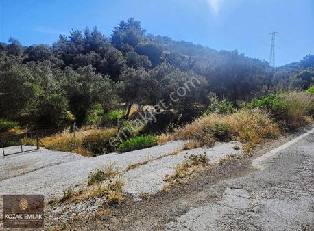 Ayvalık Mutlu Köye Yakın Satılık Zeytinlik