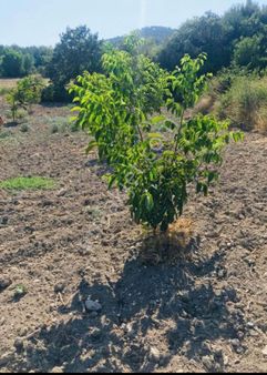 Bergama Bozyerler Köyünde Satılık Cevizlik