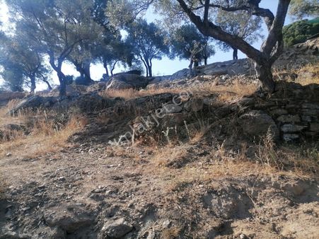 Aslanyaylası Köyü Sökede Satılık Zeytinlik