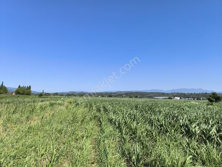Hendek / Tuzak Köyü’nde Yatırımlık Fırsat Tarla