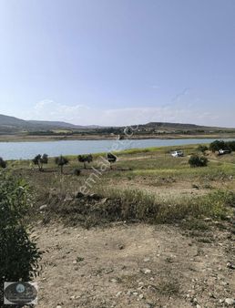 Ncr'den Baraj Manzaralı 6.200 M2 Zeytinlik