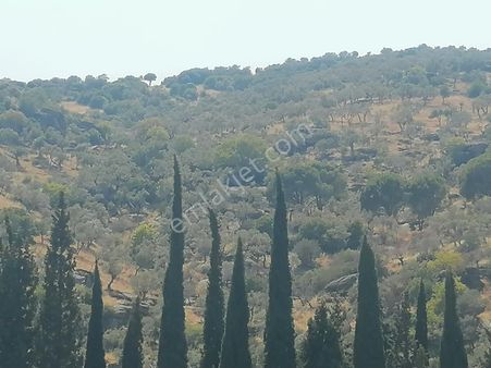 Bağ/yeniköy Sökede Satılık Zeytinlik