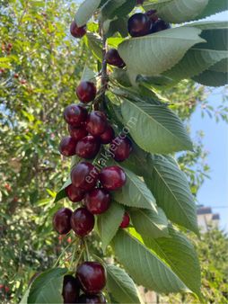 Kumburgaz’da Satılık 628 M2 Köşe Arsa