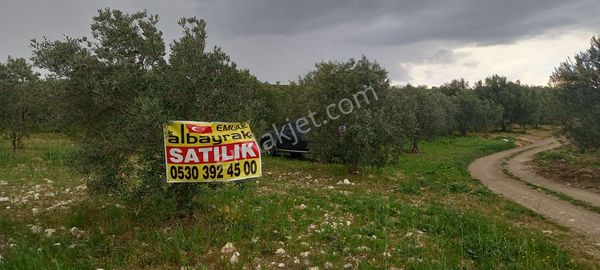 Yeni Yapılacak Akhisar Organize Sanayiye Yakın 3.000 M2 Zeytinlikler