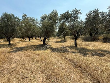 Manisa Alaşehir Alper Gayrimenkulden İmara Çok Yakın Müstakil 2.761m2 Zeytinlik