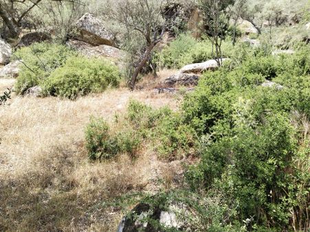 Muğla Yatağan Yava Mh Satılık Zeytinlik