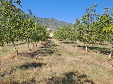 Bilecik 9,5 Dönüm Yetişkin Ceviz Bahçesi Acil Satılıktır