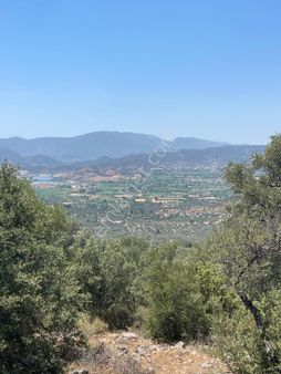 Doğadan Kırcağızda Yatırımlık Köycivarı Manzaralı Zeytinlik