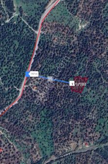 Dikili Ümmetoğlu'ndan 2.029 M2 Zeytinlik Tarla Yatırımlık