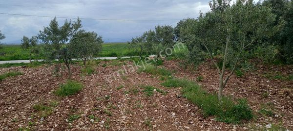 Yeni Yapılacak Akhisar Organize Sanayiye Yakın Zeytinlik