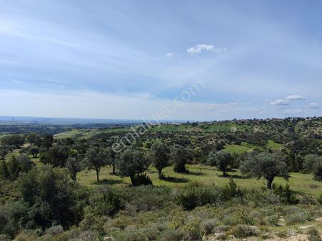Kktc İskele, Satılık Zeytinlik, Fırsat Fiyat, Muhteşem Manzara (1)