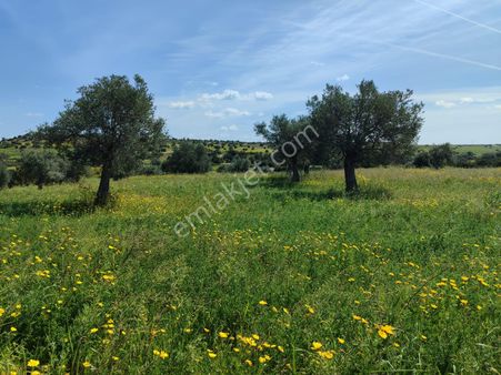 Kktc İskele'de, Satılık Zeytinlik, Çiftlik İçin İdeal, Fırsat Fiyatla (4)
