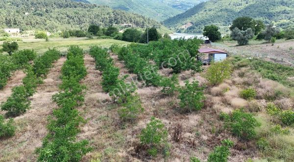 Bursa M.k.paşa Alpağut Mah. Asvalt Yola Cephe 8.250 Ceviz Tarla