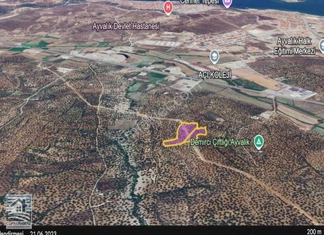 Ayvalık Merkeze Çok Yakın Zeytinlik 16