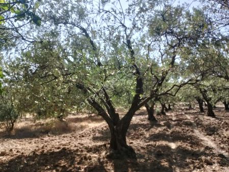Uzun Emlak 'tan Akhisar Ballıca'da Tek Tapu Zeytinlik