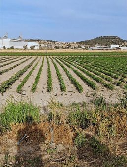 Foça Gerenköyde 11400 M2 Arazim Satılıktır