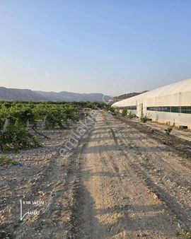 Denizli Buldan Yenice De 2600 M2 Zeytin Ve Üzüm Bağımız Satılıktır